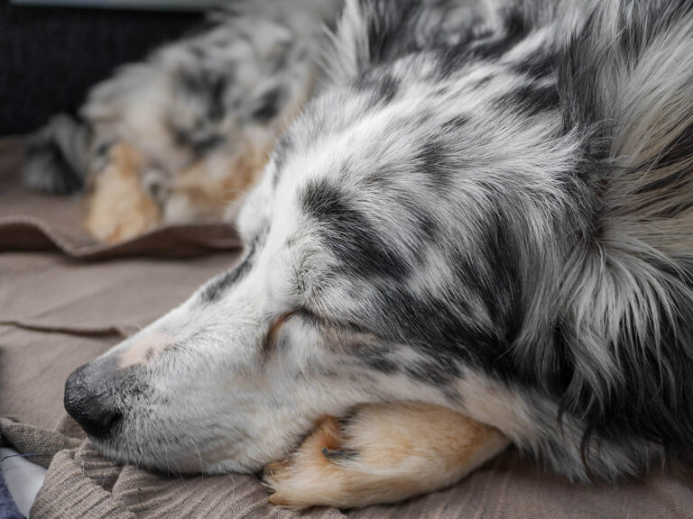 happy-sover